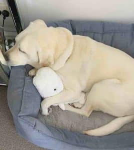 Guide dog sleeping on its bed with a stuffed toy.